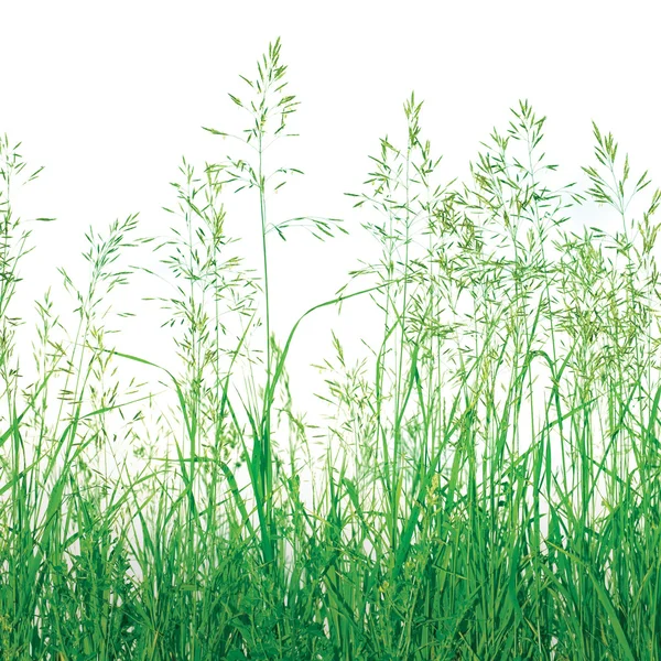 Streszczenie łąka trawa tło na białym tle — Zdjęcie stockowe