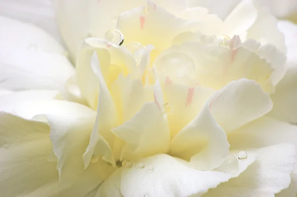Abstrato Branco Flor Pétalas Macro Closeup — Fotografia de Stock