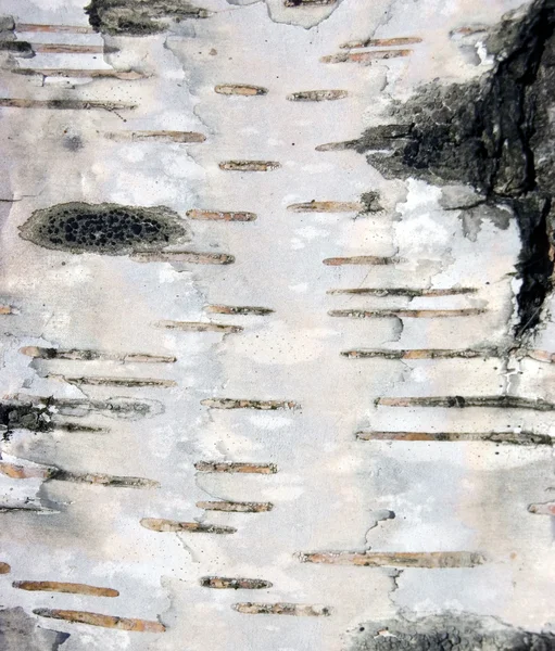 Birchbark tekstura tło makro — Zdjęcie stockowe