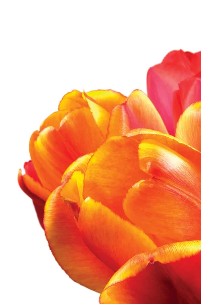 Květiny Pomeranč Červený Žlutý Tulipán Květy Closeup Izolované Tulipány Makro — Stock fotografie