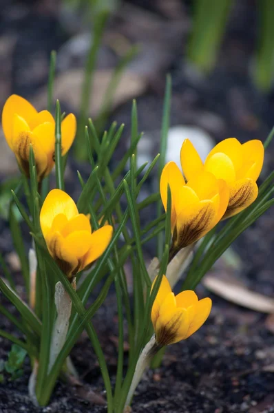 stock image Bright Yellow Crocus Flowers, Croci Closeup, Crocuses