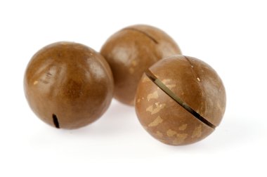 Macadamia