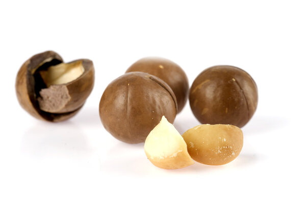 Macadamia