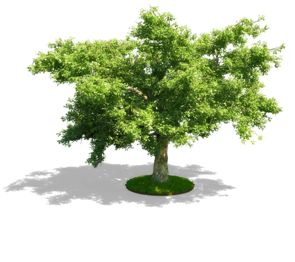 Grüner Baum Stockfoto
