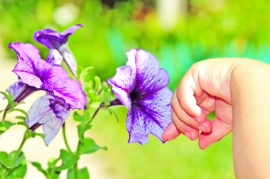 A little child`s hand touching a flower clipart