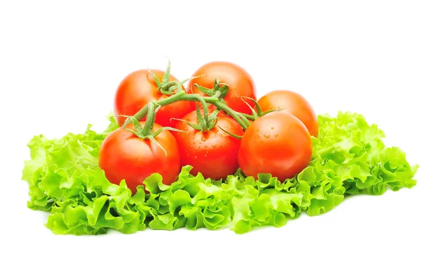 Branch of tomatoes over fresh green salad isolated — Stock Photo, Image
