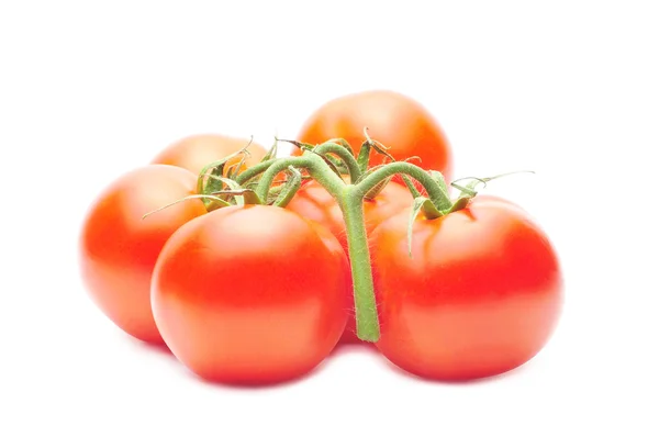 Gren av färska saftiga tomater isolerade över vita — Stockfoto
