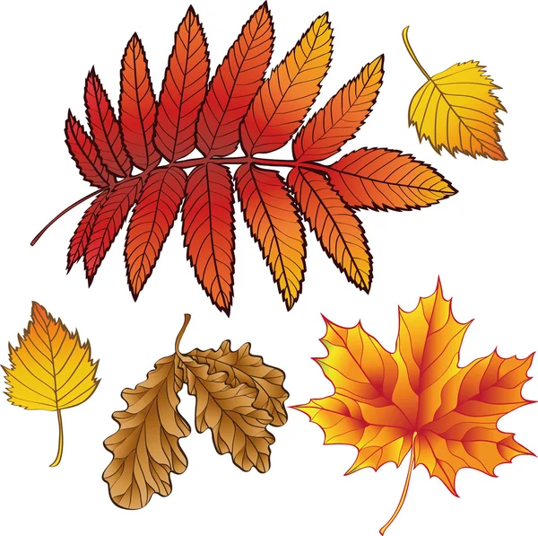 Ένα σύνολο Φθινοπωρινά φύλλα — Διανυσματικό Αρχείο