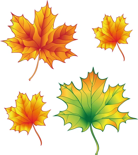 Een set van esdoorn bladeren — Stockvector