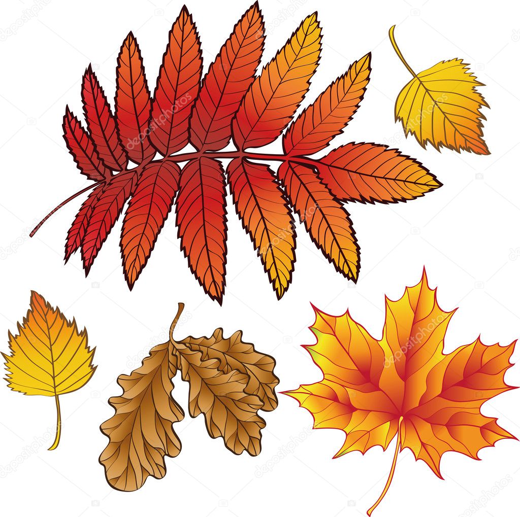 A set of autumn leaves