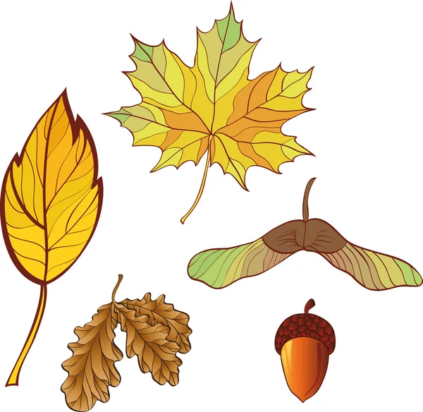 秋の葉のセット — ストックベクタ