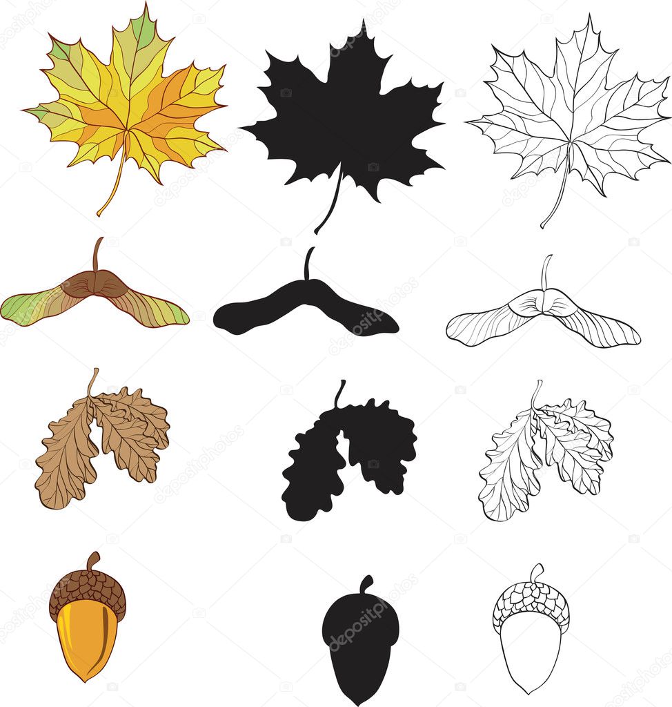 A set of maple and oak leaves