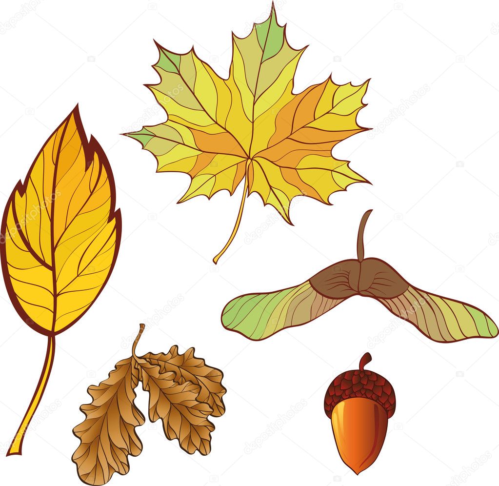 A set of autumn leaves