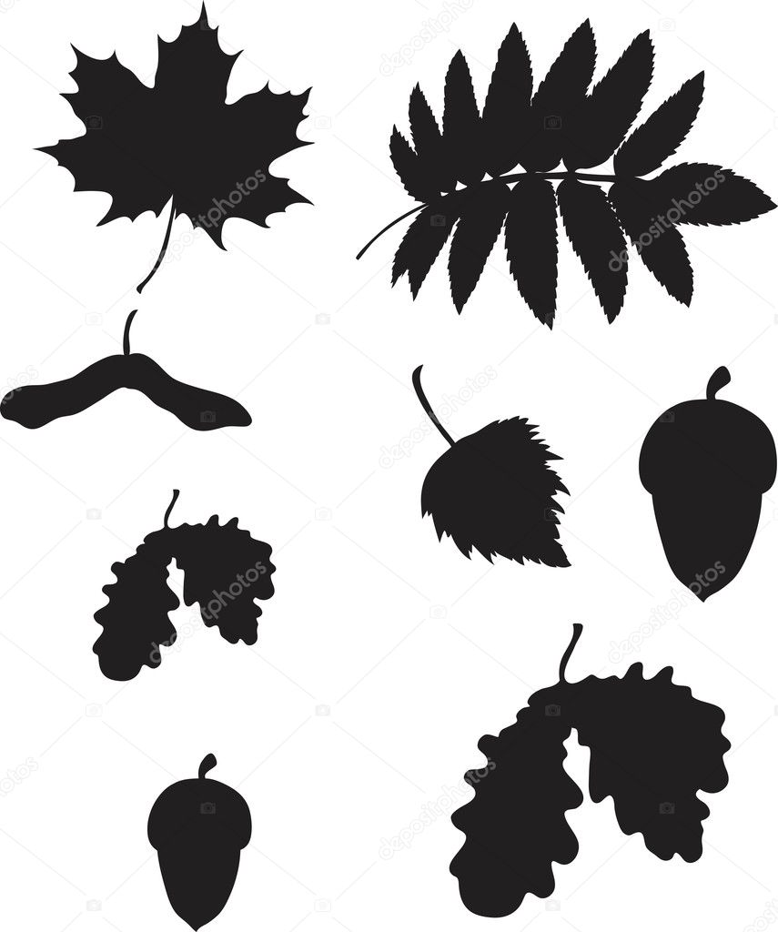 Set of different leafes