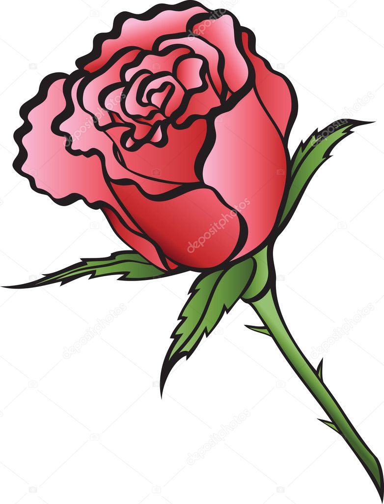 Illustration red rose on a white background.