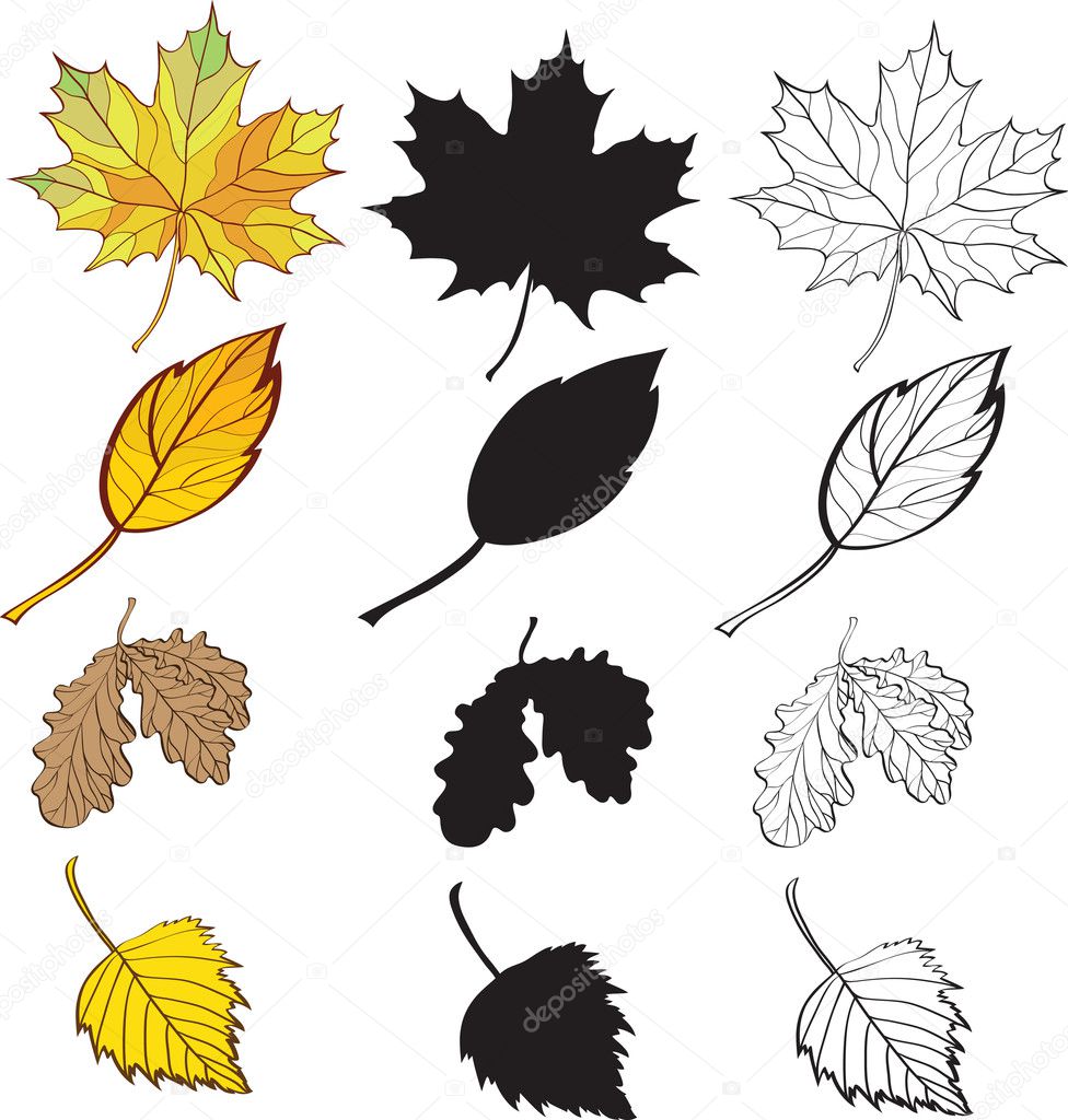 A set of maple and birch leaves