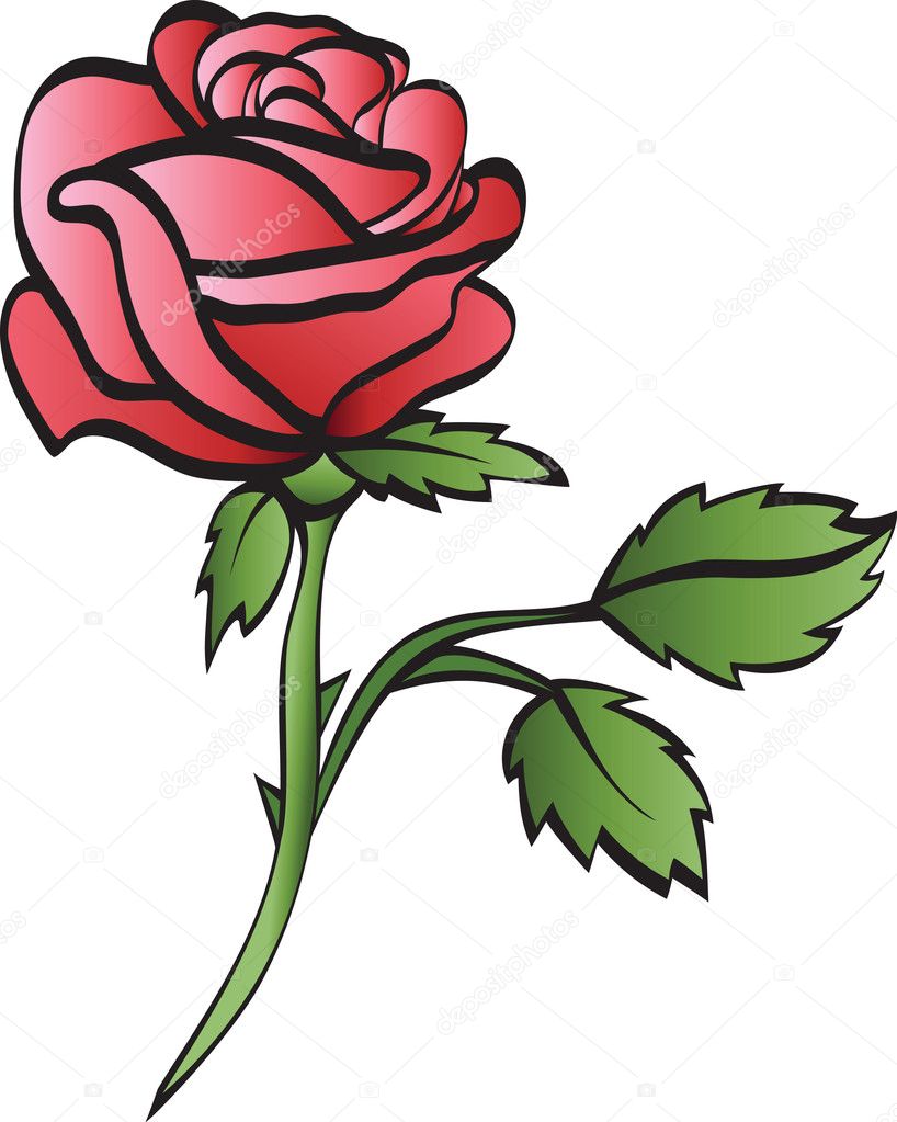 Rose isolated on whte background