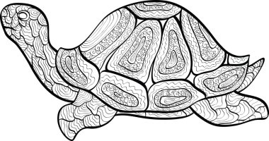 Turtle clipart