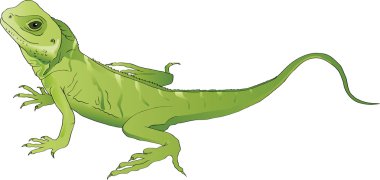 Green lizard clipart