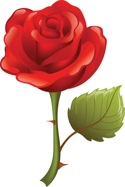Red Rose — Stock Vector