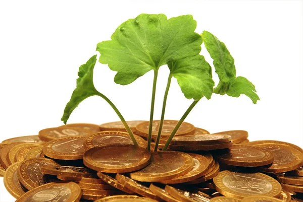 Young Plant Makes Way Heap Coins White Background — Stock Photo, Image