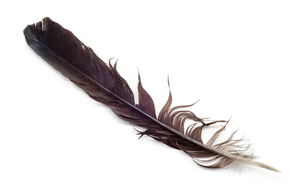 stock image Uncombed bird's feather on a white background