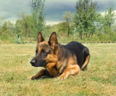 Portrait of german shepard dog on the nature clipart