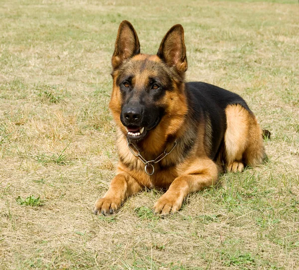 Portret, niemiecki shepard psa na charakter — Zdjęcie stockowe