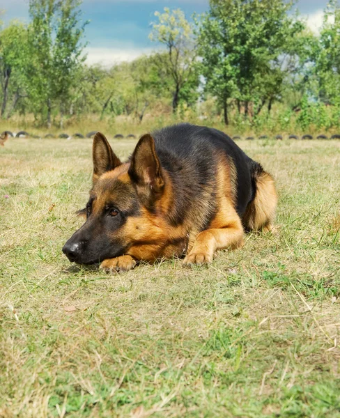Retrato de perro pastor alemán sobre la naturaleza — Foto de Stock