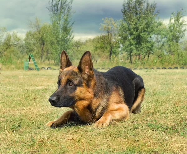 Retrato de perro pastor alemán sobre la naturaleza —  Fotos de Stock
