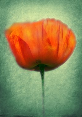 Poppy pasted on a grunge background clipart