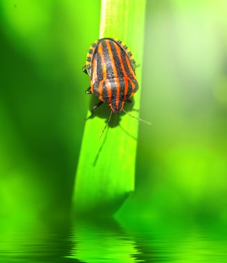 Bedbug sabah güneş ışığı altında yaprak üzerinde