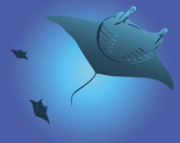 Üç deniz stingrays — Stok Vektör