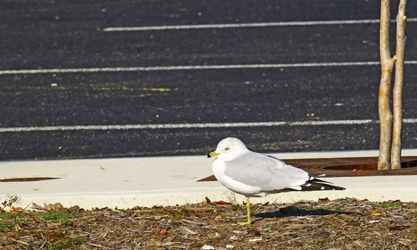 Чайка на парковке — стоковое фото