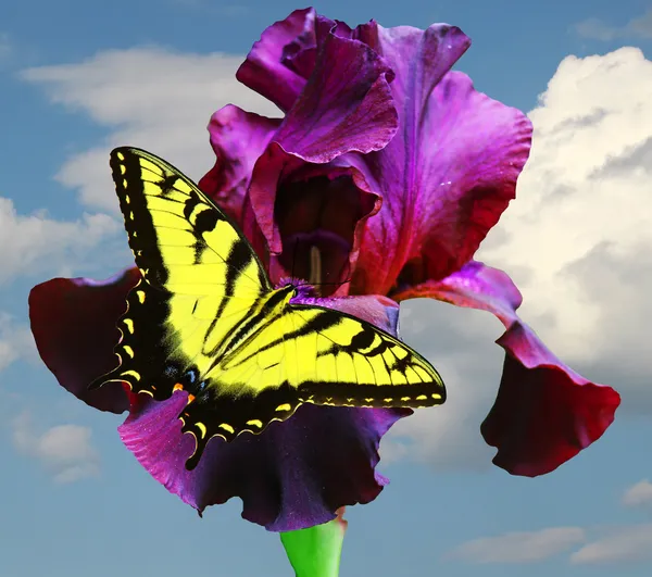 蝴蝶和虹膜 — 图库照片