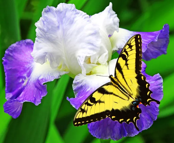 Schmetterling und Iris Stockbild