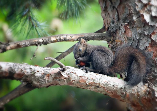 Wild animal brown squirre eat nut