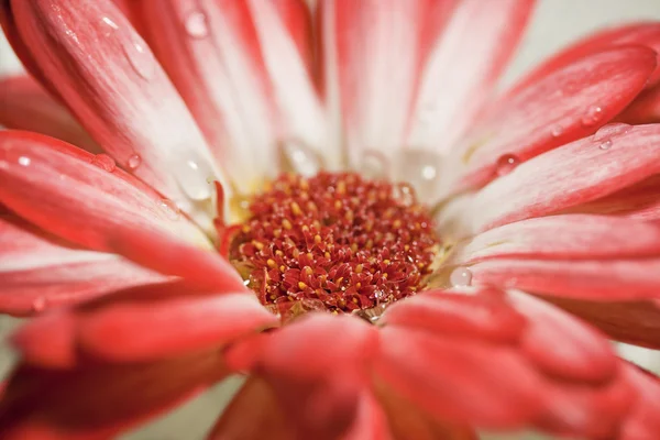 Vermelho e branco Gerbera Daisy — Fotografia de Stock