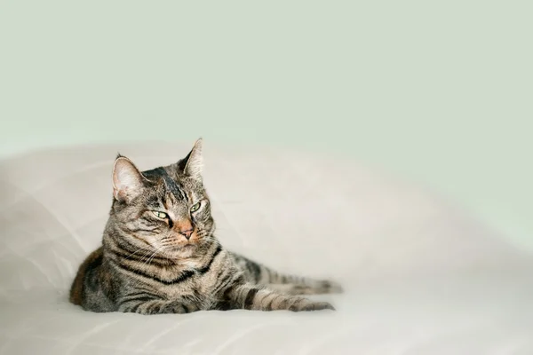 小さなトラ着色された猫 — ストック写真