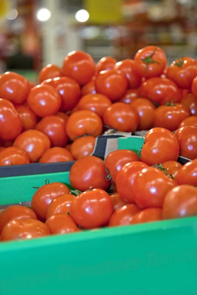Pomidory w polach — Zdjęcie stockowe