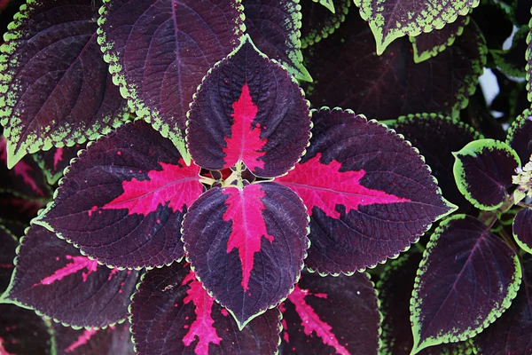Ortiga colorida hojas de flores — Foto de Stock