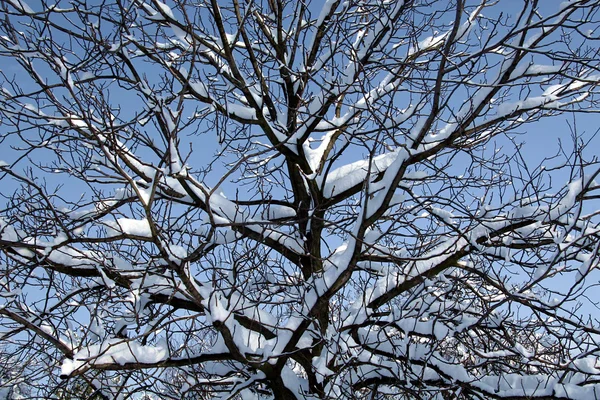 stock image Tree