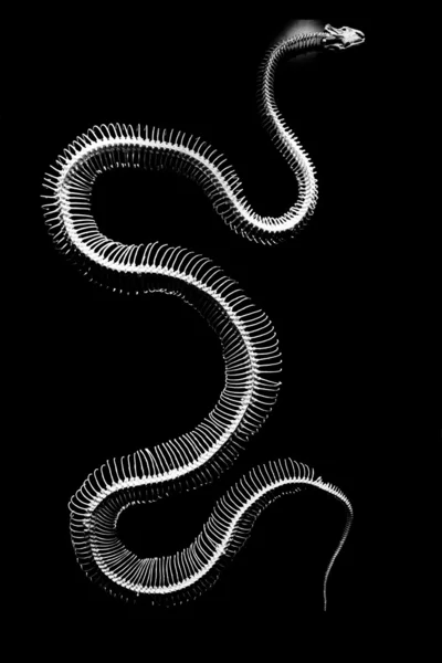 Slangen Stockfoto