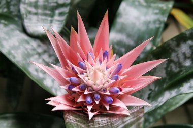 Aechmea