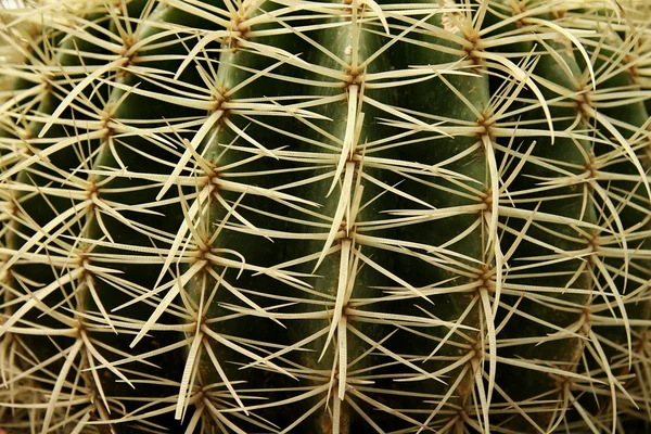 stock image Cactus