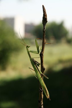 Praying Mantis on the bough clipart