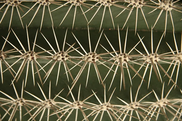 stock image Cactus a view from closer,background