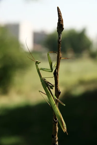 Praying Mantis on the bough — Stock Photo, Image