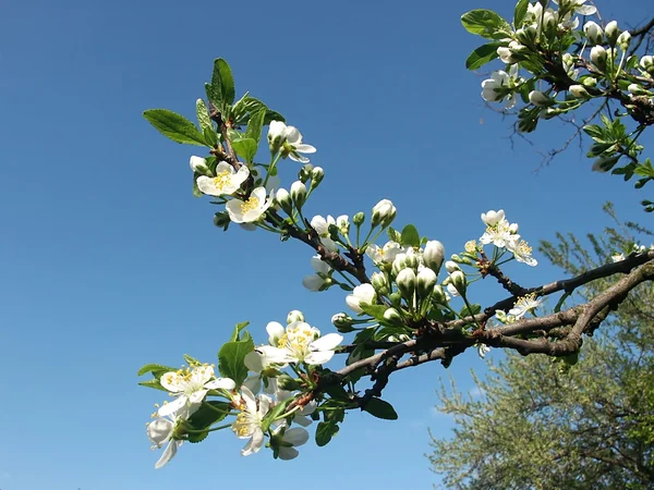 Fiore di prugna, vista stagionale — Foto Stock