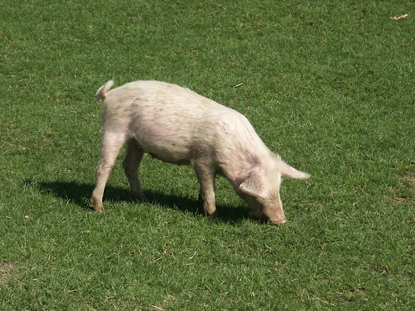 Cerdo en la granja Fotos de stock libres de derechos